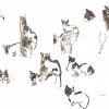 gatoules-21x29cm